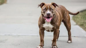 Faridabad Pitbull Attack: फरीदाबाद में पिटबुल ने 7वीं के छात्र पर किया हमला, शरीर पर 16 जगह काटा