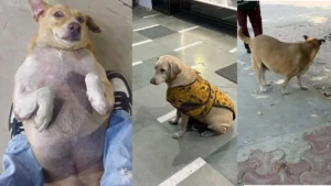 Fat Dogs Delhi Contest: दिल्ली के गोल-मटोल कुत्तों में मचा बवाल! शुरू हुआ 'फैट डॉग्स ऑफ दिल्ली' का अनोखा कॉन्टेस्ट