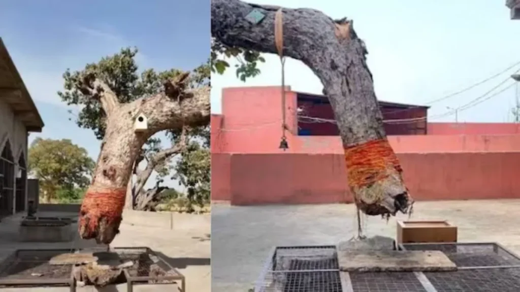 Hansi Samadha Mandir: हांसी के समाधा मंदिर का होगा कायाकल्प, हवा में तैरते बरगद को देखने उमड़ती है भीड़