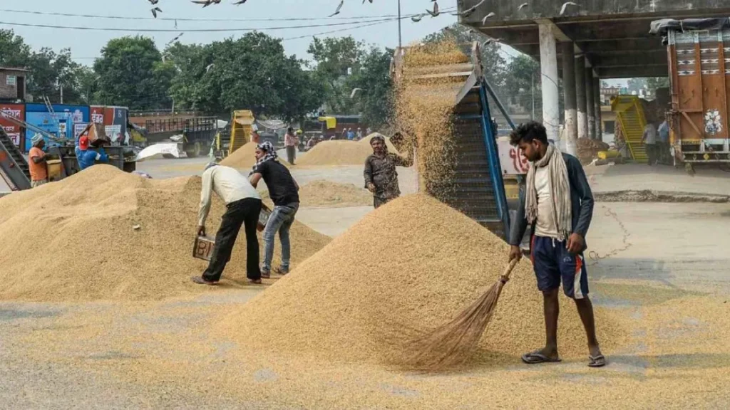 Haryana Agriculture News: हरियाणा में धान खरीद को लेकर 249 मंडियां तैयार! 'मेरी फसल-मेरा ब्योरा' का सैटेलाइट से हो रहा मिलान