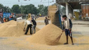 Haryana Agriculture News: हरियाणा में धान खरीद को लेकर 249 मंडियां तैयार! 'मेरी फसल-मेरा ब्योरा' का सैटेलाइट से हो रहा मिलान
