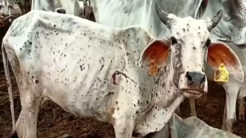 Haryana Lumpy Virus: हरियाणा में लंपी वायरस का कहर, 9500 के करीब गोवंश संक्रमित, 70 की मौत से मचा हड़कंप