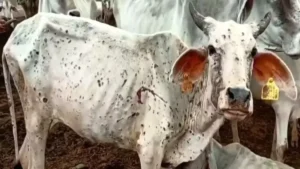 Haryana Lumpy Virus: हरियाणा में लंपी वायरस का कहर, 9500 के करीब गोवंश संक्रमित, 70 की मौत से मचा हड़कंप