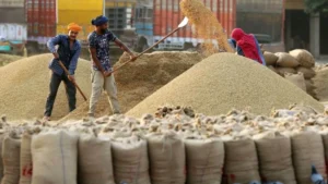 Haryana News: हरियाणा में 1 अक्टूबर से शुरू होगी धान की सरकारी खरीद, कृषि मंत्री श्याम सिंह राणा ने दिए सख्त निर्देश