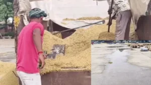 Haryana News: हरियाणा में बेमौसम बारिश का कहर, मंडियों में भीगा लाखों क्विंटल धान, खरीद और लिफ्टिंग ठप