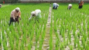 Haryana News: हरियाणा के किसानों के लिए बड़ा कदम, 1.40 लाख एकड़ जमीन होगी सेम मुक्त, सैटेलाइट से रखी जाएगी नजर