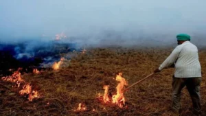 Haryana News: धान की कटाई शुरू होते ही पराली पर बैन, धारा 163 लागू; जलाया तो दर्ज होगी FIR