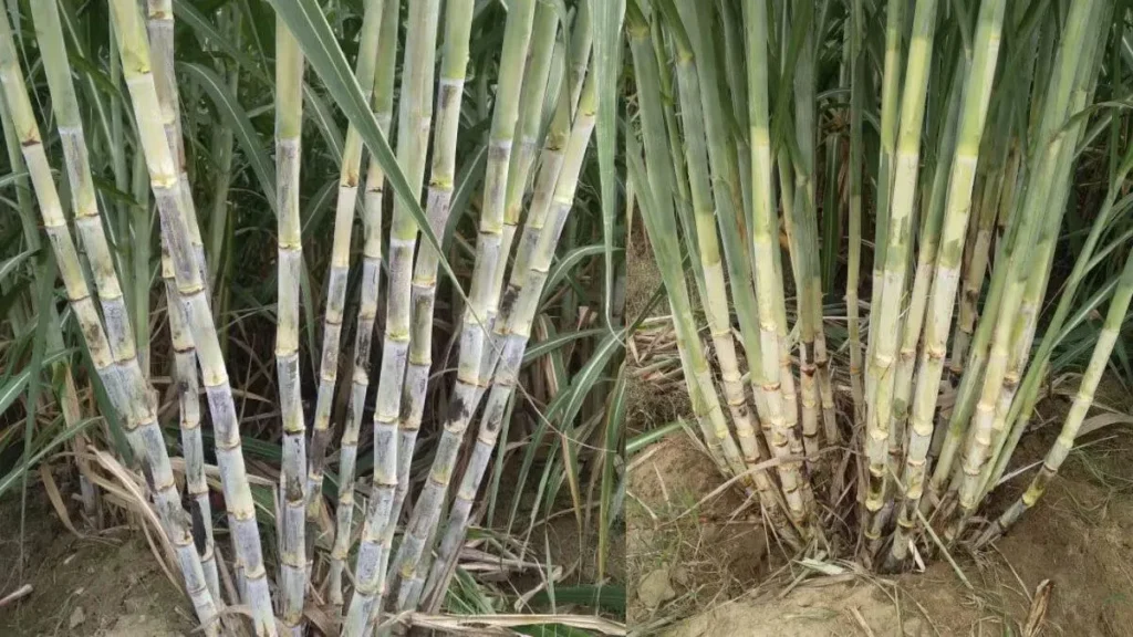 Haryana Sugarcane Subsidy: गन्ना किसानों के लिए हरियाणा सरकार का बड़ा तोहफा, आधुनिक बिजाई पर मिलेगा अनुदान