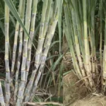 Haryana Sugarcane Subsidy: गन्ना किसानों के लिए हरियाणा सरकार का बड़ा तोहफा, आधुनिक बिजाई पर मिलेगा अनुदान