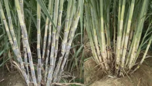 Haryana Sugarcane Subsidy: गन्ना किसानों के लिए हरियाणा सरकार का बड़ा तोहफा, आधुनिक बिजाई पर मिलेगा अनुदान