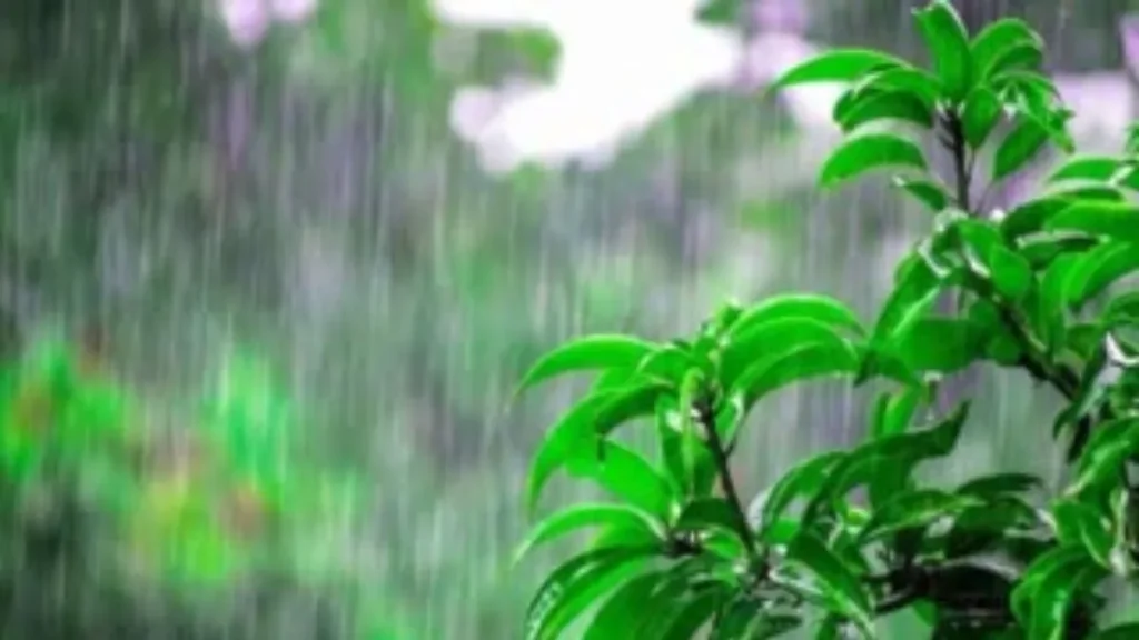Haryana Weather: हरियाणा में फिर लौटेगा मानसून, आज यलो अलर्ट जारी, जानें आपके जिले में कब होगी बारिश