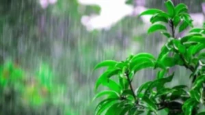 Haryana Weather: हरियाणा में फिर लौटेगा मानसून, आज यलो अलर्ट जारी, जानें आपके जिले में कब होगी बारिश