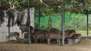 Haryana Zoo Free Entry: 2 से 8 अक्टूबर तक हरियाणा के तीनों चिड़ियाघरों में फ्री एंट्री, नहीं लगेगी टिकट