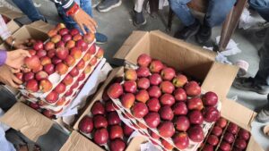 Himachal Apple Production: सेब सीजन अंतिम दौर में, फिर भी मंडियों में नहीं पहुंचा 1 करोड़ पेटी; पिछले साल से 44% कम आवक