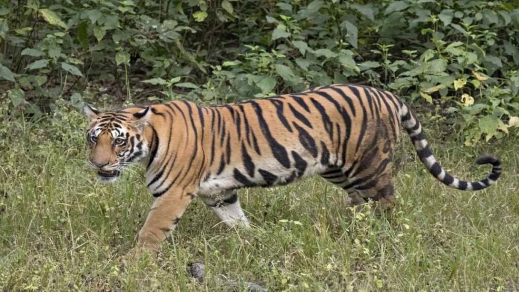 Jaipur News: जयपुर के चिड़ियाघर में टाइगर के हमले से महिला की मौत, साथियों के आरोप-जानबुझकर खोला पिंजरे का गेट