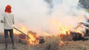 Kaithal News: धान कटाई से पहले कैथल में 629 नोडल अधिकारी तैनात, पराली जलाई तो होगी FIR