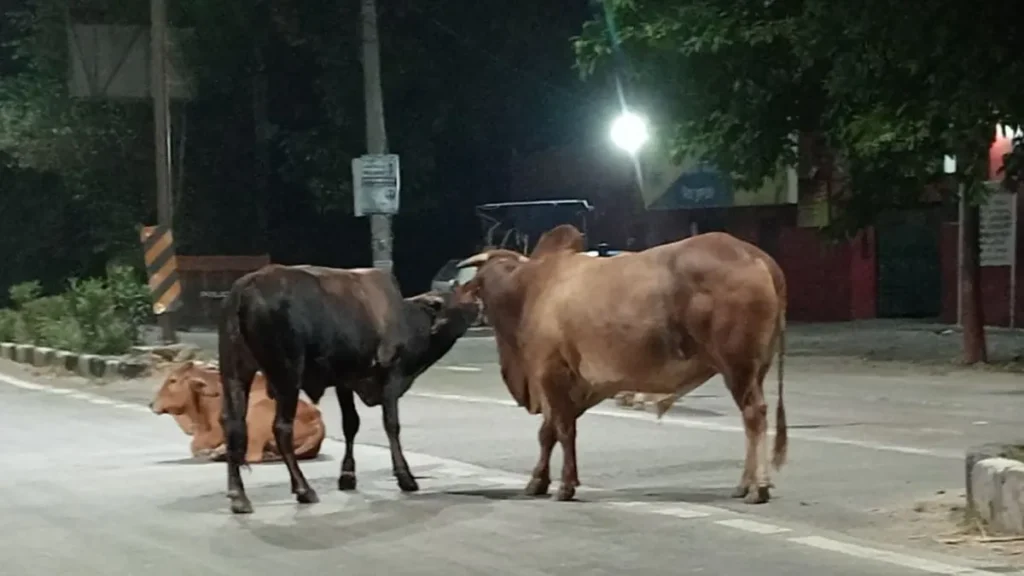 Kurukshetra News: कागजों में अभियान और सड़कों पर खतरा, कुरुक्षेत्र में कब दूर होगा बेसहारा गोवंश का संकट?