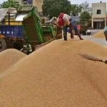 Farmers News: कुरुक्षेत्र में धान खरीद पर दोहरी मार, दूसरे जिलों में बिक्री पाबंदी पर भड़के चढ़ूनी
