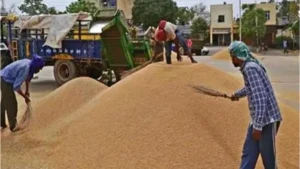 Farmers News: कुरुक्षेत्र में धान खरीद पर दोहरी मार, दूसरे जिलों में बिक्री पाबंदी पर भड़के चढ़ूनी
