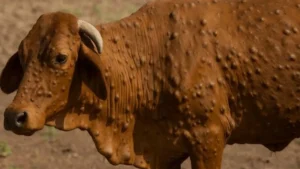 Lumpy Virus: 10 हजार गोवंश लम्पी वायरस की चपेट में, पशुपालन विभाग ने शुरू किया बड़ा टीकाकरण अभियान