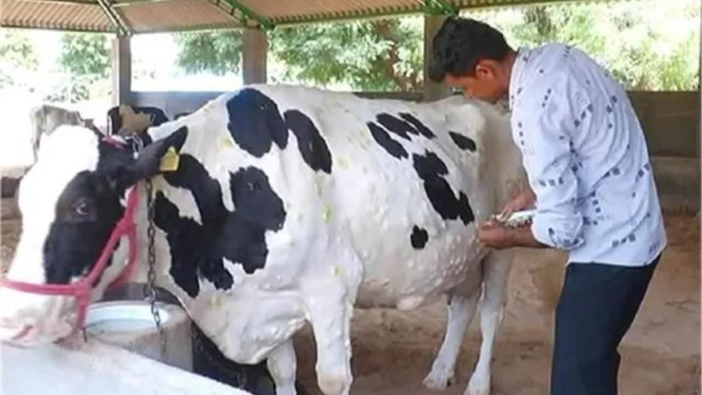 Lumpy Virus Haryana: हरियाणा में लंपी वायरस का कहर, नारनौल में दुधारू गाय की मौत, 100 से ज्यादा पशु संक्रमित