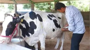 Lumpy Virus Haryana: हरियाणा में लंपी वायरस का कहर, नारनौल में दुधारू गाय की मौत, 100 से ज्यादा पशु संक्रमित
