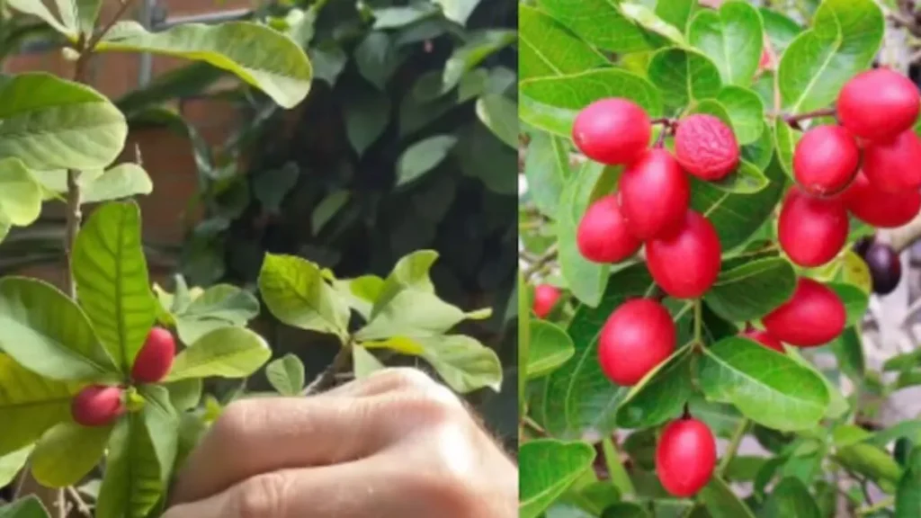 Miracle Fruit Benefits: यह छोटा सा लाल फल खाने के बाद खट्टा नींबू भी लगने लगता है मीठा, जानें इसके पीछे का विज्ञान
