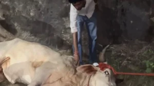 Nangal Chaudhary :  नांगल चौधरी उपमंडल में लंपी बीमारी का प्रकोप, गौ रक्षा दल ने किया 13 गायों का उपचार, प्रशासन से की विशेष मुहिम की मांग