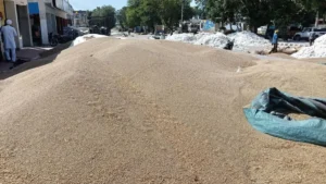 Nangal Chaudhary : अनाज मंडी में बाजरे की सरकारी खरीद जल्द शुरू करने की उठी मांग, व्यापार मंडल ने सरकार को चेताया