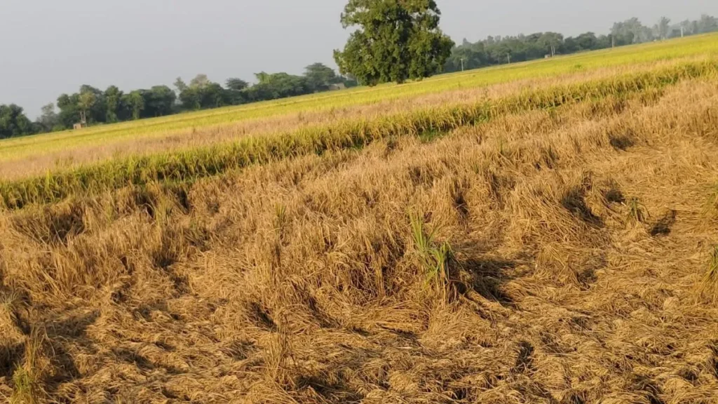 Paddy Crop Care Tips: ज्योतिसर में धान पर 'तेले' का बड़ा हमला, कटाई से ठीक पहले किसानों को भारी नुकसान का डर