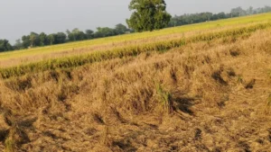 Paddy Crop Care Tips: ज्योतिसर में धान पर 'तेले' का बड़ा हमला, कटाई से ठीक पहले किसानों को भारी नुकसान का डर