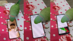 Parrot Mobile Using Viral: बच्चों की तरह मोबाइल का दीवाना हुआ तोता, खुद स्क्रीन टच कर देखता है यूट्यूब