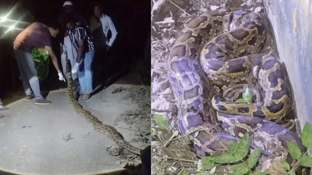 Yamunanagar Python Rescue: आधी रात को 14 फीट लंबे अजगर का रेस्क्यू, प्रतापनगर के मुकारोपुर पुल के पास मचा था हड़कंप