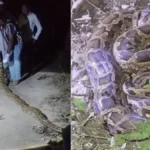 Yamunanagar Python Rescue: आधी रात को 14 फीट लंबे अजगर का रेस्क्यू, प्रतापनगर के मुकारोपुर पुल के पास मचा था हड़कंप