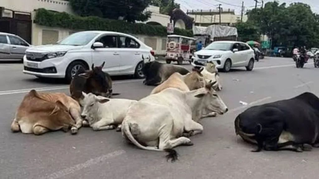 Rewari : कैटल फ्री रेवाड़ी की खुली पोल, अवारा पशुओं का शहर में कहर, विभिन्न सामाजिक संगठनों में भारी रोष आज करेंगें प्रदर्शन