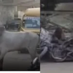 Rohtak News: रोहतक में सांड का तांडव, स्कूल बस को मारी टक्कर, स्कूटी सवार को दौड़ाया