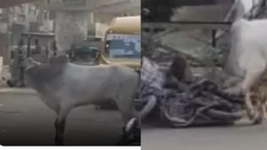 Rohtak News: रोहतक में सांड का तांडव, स्कूल बस को मारी टक्कर, स्कूटी सवार को दौड़ाया