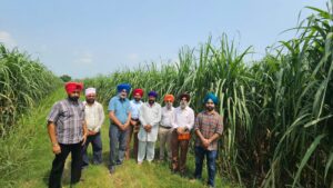 Sugarcane Farming : पतझड़ में गन्ने की बुआई देगी बंपर पैदावार: डॉ. अमरीक सिंह