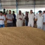 Kurukshetra News: थानेसर मंडी में 4000 रुपये क्विंटल पहुंचा बासमती 1509, किसानों की बल्ले-बल्ले