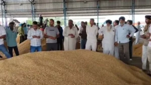 Kurukshetra News: थानेसर मंडी में 4000 रुपये क्विंटल पहुंचा बासमती 1509, किसानों की बल्ले-बल्ले