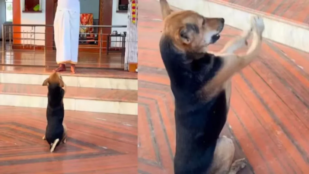 Trending News: हनुमान जी के भजन पर मंदिर में झूमने लगा कुत्ता, अनोखा अंदाज देख हर कोई हैरान