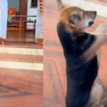 Trending News: हनुमान जी के भजन पर मंदिर में झूमने लगा कुत्ता, अनोखा अंदाज देख हर कोई हैरान