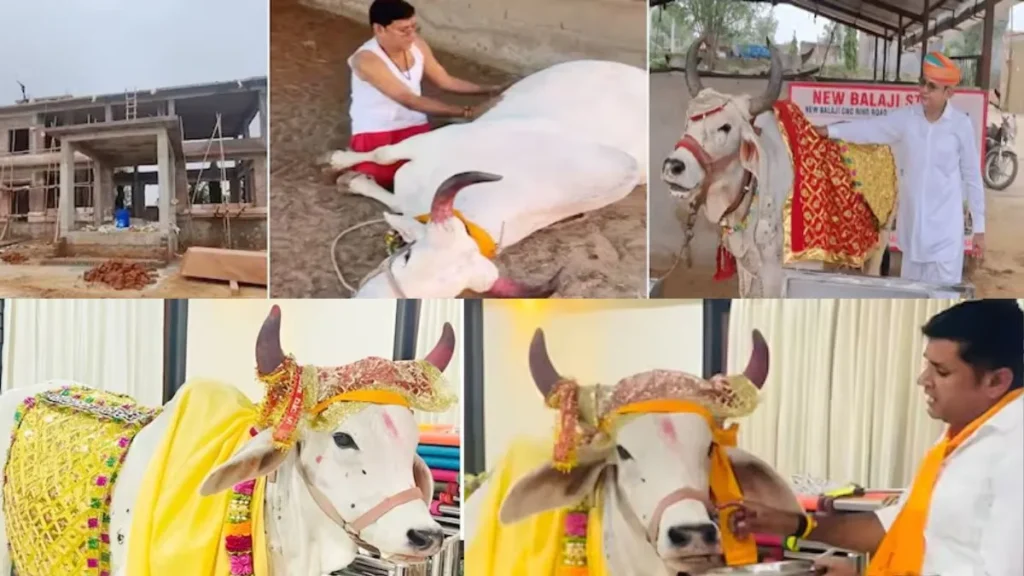 Unique Cow Love Jalore: राजस्थान में गाय के लिए बन रहा 1 करोड़ का 'राधा महल', पहनती है 10 किलो चांदी के गहने