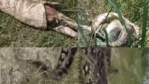 Yamunanagar News: यमुनानगर में धान के खेत में घुसा 15 फीट लंबा अजगर, निगला बंदर फिर हुआ खौफनाक रेस्क्यू