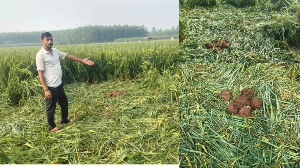 Yamunanagar News: प्रतापनगर के अराइयांवाला में हाथियों का हमला, खेतों की फेंसिंग तोड़ी, धान की फसल तहस-नहस