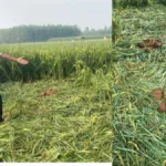 Yamunanagar News: प्रतापनगर के अराइयांवाला में हाथियों का हमला, खेतों की फेंसिंग तोड़ी, धान की फसल तहस-नहस
