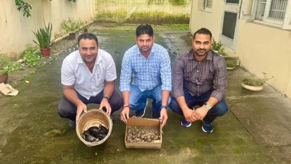 Yamunanagar News: यमुनानगर में मिले 22 इंडियन स्टार और 10 ब्लैक पॉन्ड टर्टल, वन्य जीव अधिनियम में केस दर्ज