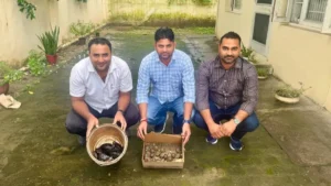 Yamunanagar News: यमुनानगर में मिले 22 इंडियन स्टार और 10 ब्लैक पॉन्ड टर्टल, वन्य जीव अधिनियम में केस दर्ज