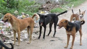 Dog Sterilization Tender: पंचकूला में तीसरी बार जारी हुआ कुत्तों के टीकाकरण के लिए टेंडर, रोजाना सामने आ रहे 20 केस