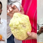 HAU Hisar Kisan Mela: हिसार किसान मेले में ‘बाहुबली’ खीरे का जलवा, 4 किलो का खीरा और 1.5 किलो का नींबू देख हैरान हुए लोग